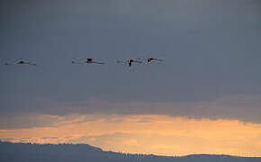 Greater Flamingo