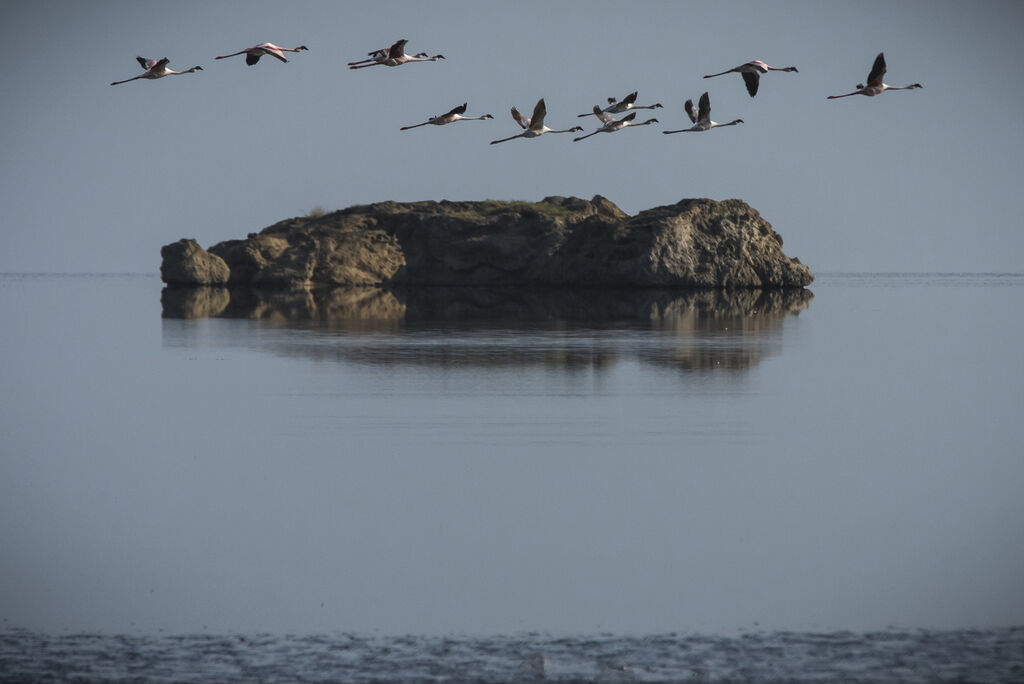 Greater Flamingo