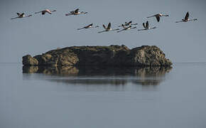 Greater Flamingo