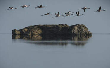 Flamant rose