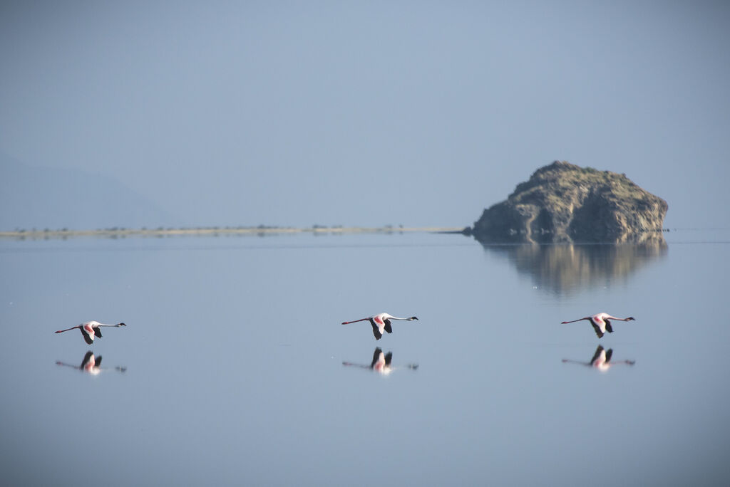 Greater Flamingo