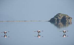 Flamant rose