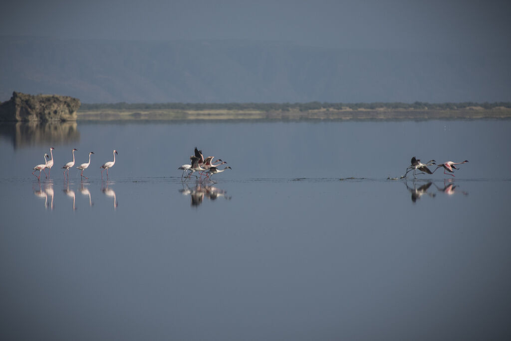 Flamant rose