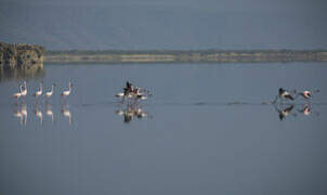 Flamant rose