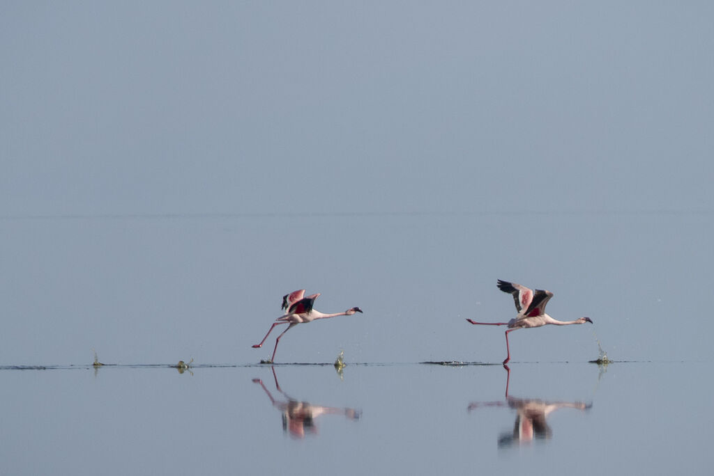 Flamant rose