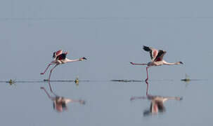 Greater Flamingo