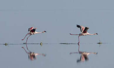 Flamant rose