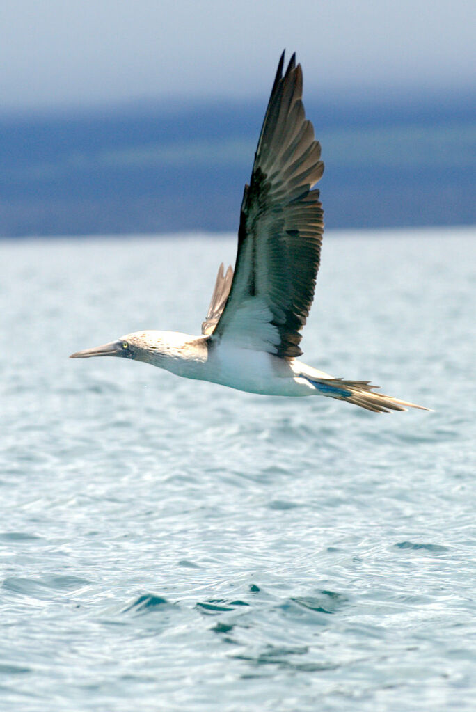 Fou à pieds bleus, Vol