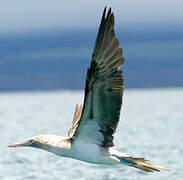 Blue-footed Booby