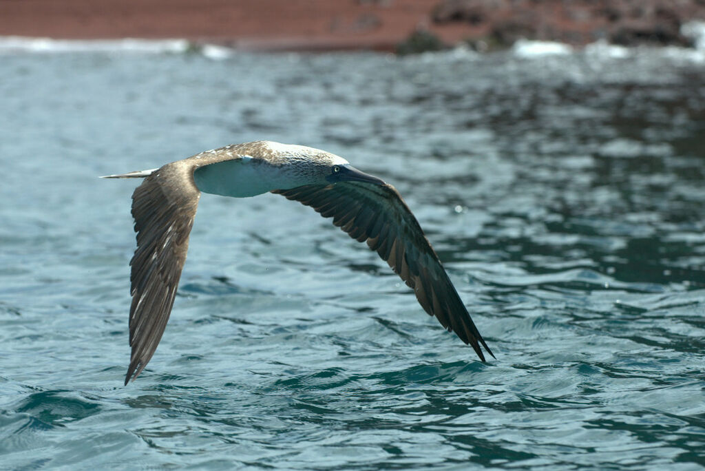 Fou à pieds bleus