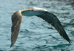 Blue-footed Booby