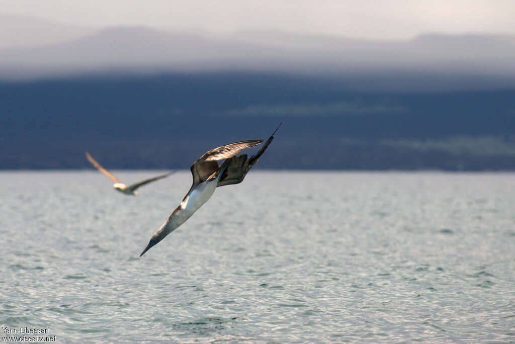 Blue-footed Boobyadult