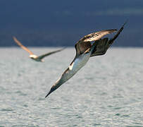 Blue-footed Booby