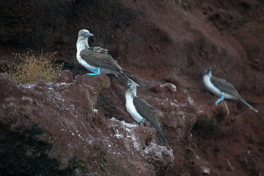 Blue-footed Booby