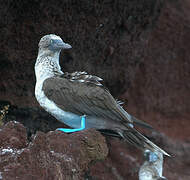 Blue-footed Booby