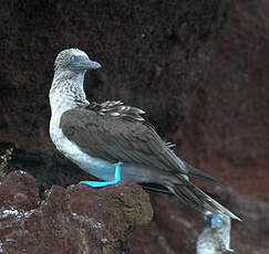 Fou à pieds bleus