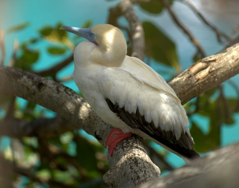 Fou à pieds rouges