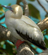 Red-footed Booby