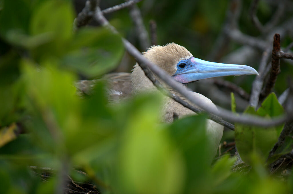 Red-footed Booby