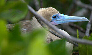 Red-footed Booby