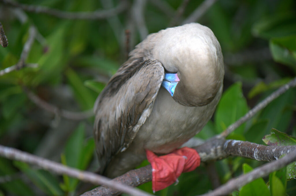 Fou à pieds rouges