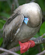 Red-footed Booby