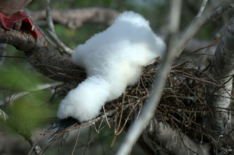 Red-footed Boobyjuvenile, Reproduction-nesting