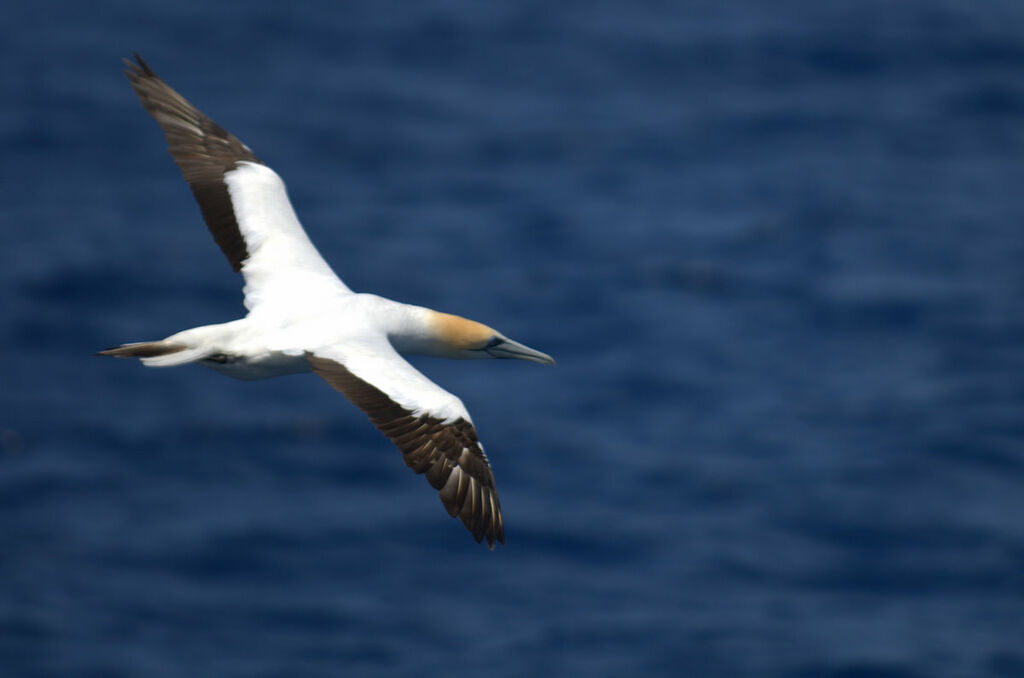 Australasian Gannet