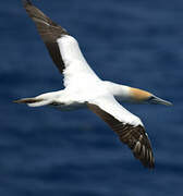 Australasian Gannet