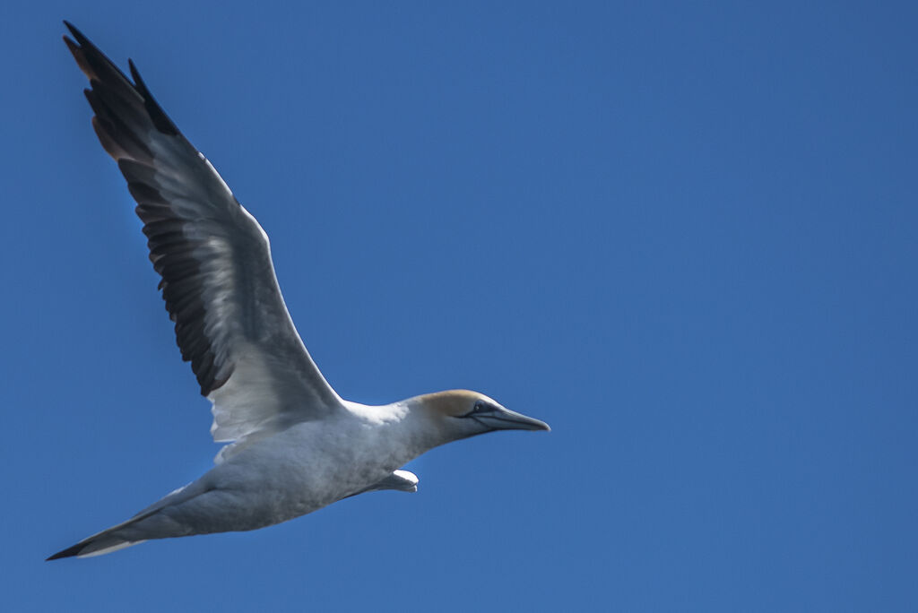 Australasian Gannet