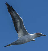 Australasian Gannet