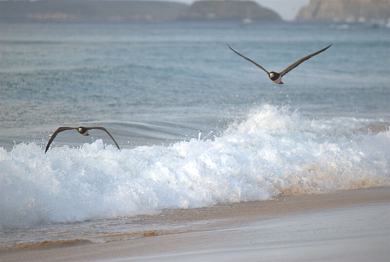 Brown Booby