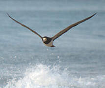 Brown Booby