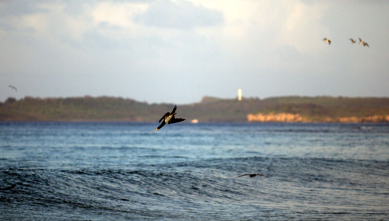 Brown Booby