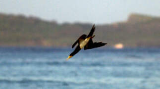 Brown Booby