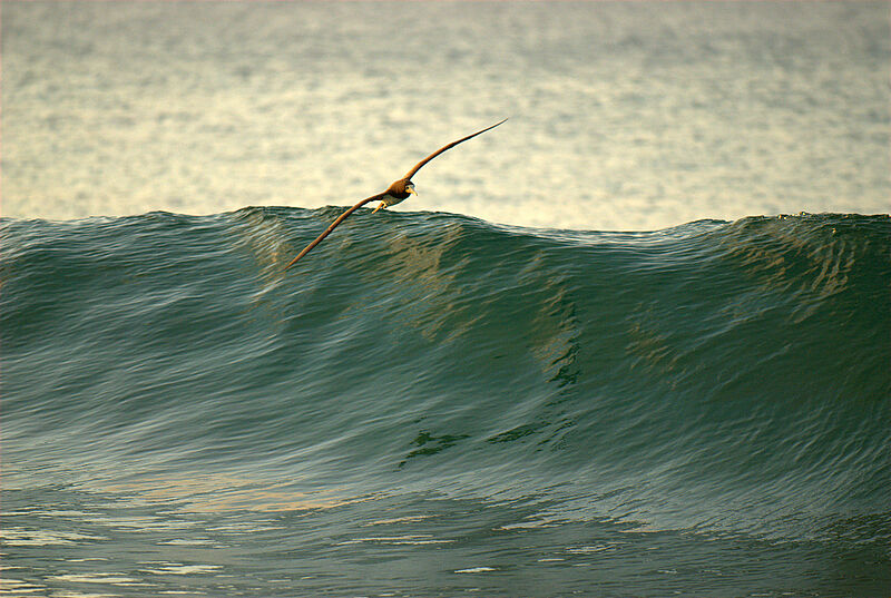 Brown Booby