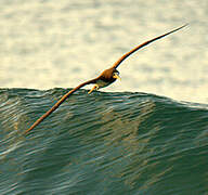 Brown Booby