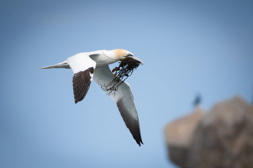 Northern Gannet, Flight