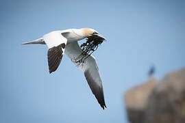 Northern Gannet