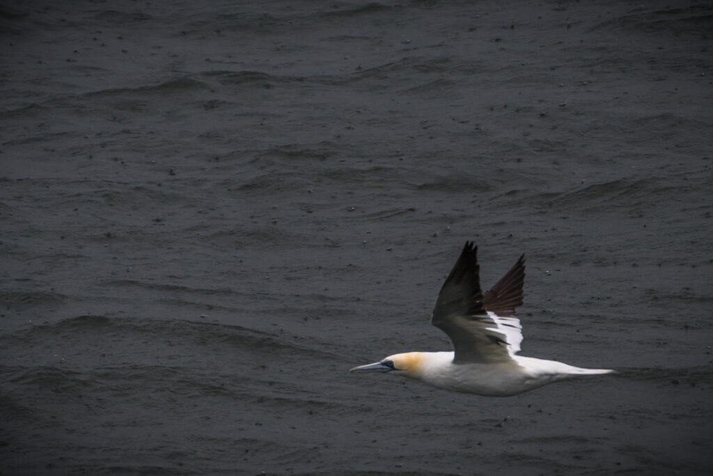 Northern Gannet