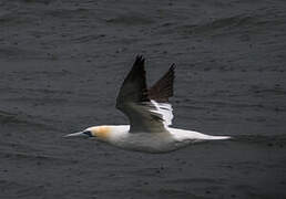 Northern Gannet