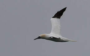 Northern Gannet