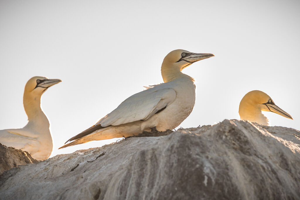 Northern Gannet