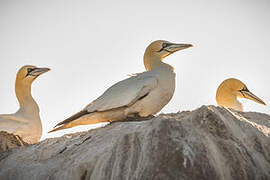 Northern Gannet