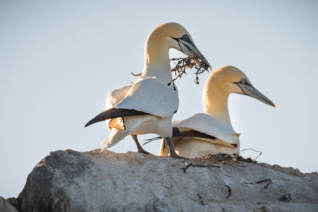 Northern Gannet