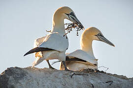 Northern Gannet