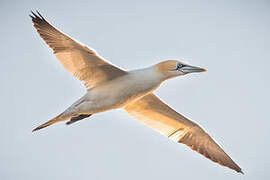 Northern Gannet