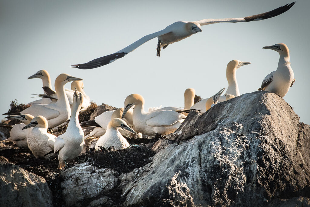 Northern Gannet