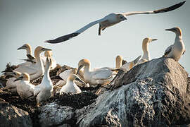 Northern Gannet