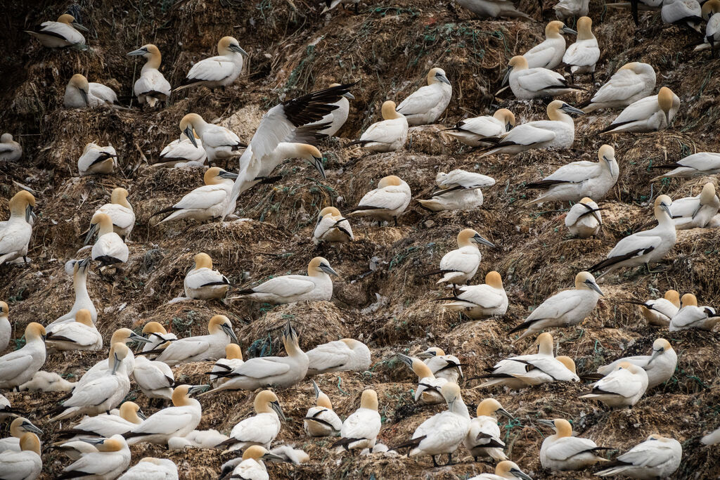 Northern Gannet